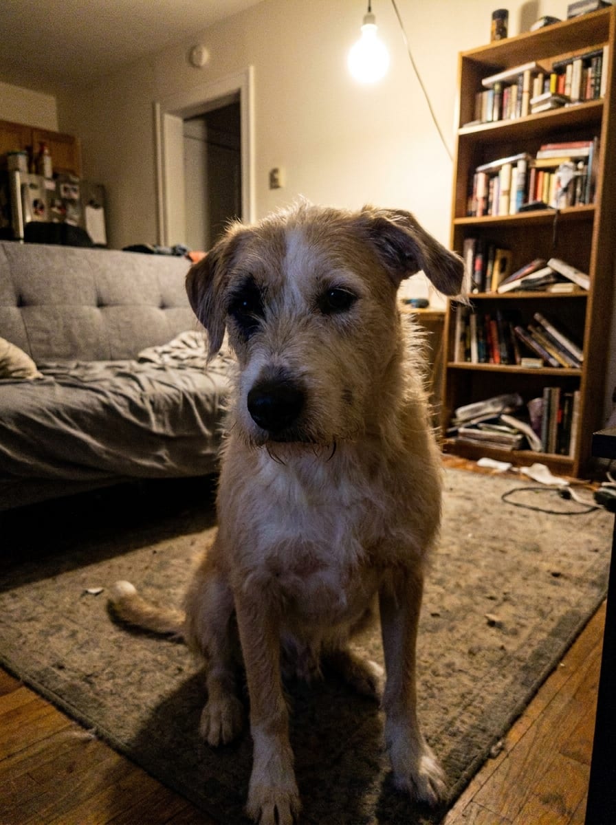 Foto casera de un perro en un salón, con luz de bombilla.