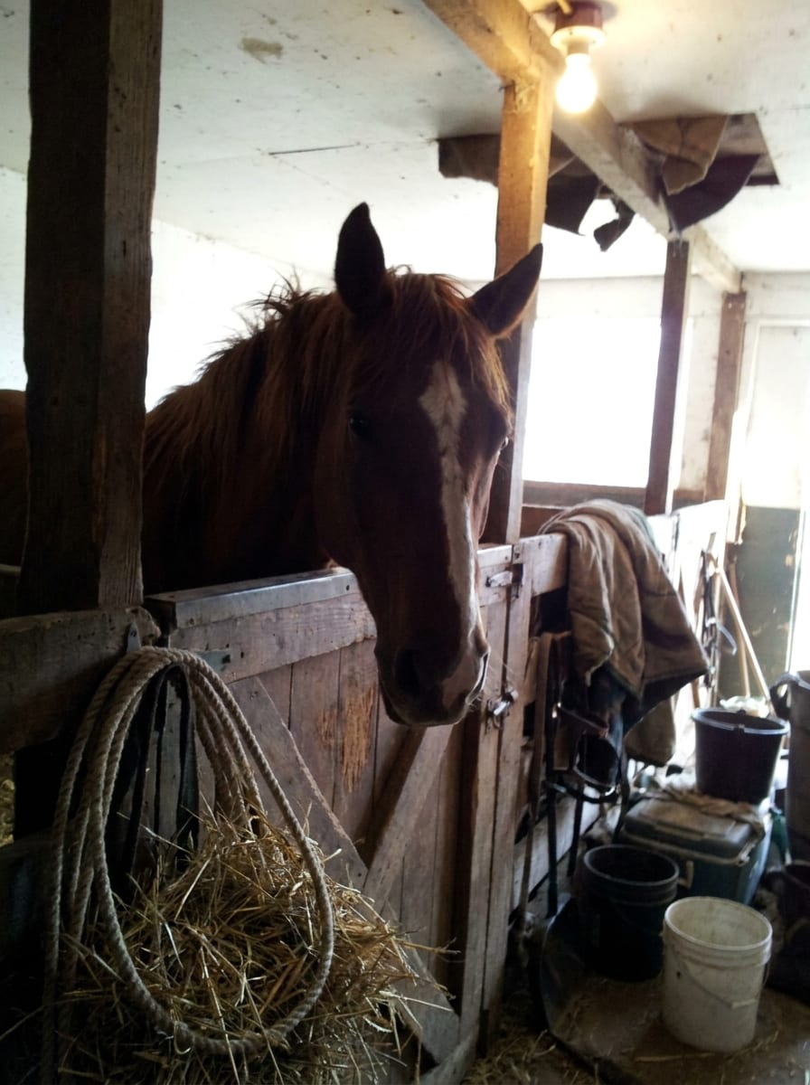 Foto casera de un caballo asomando por la puerta de su box, a contraluz.
