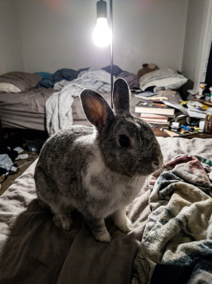 Foto casera de un conejo enano sobre una cama.